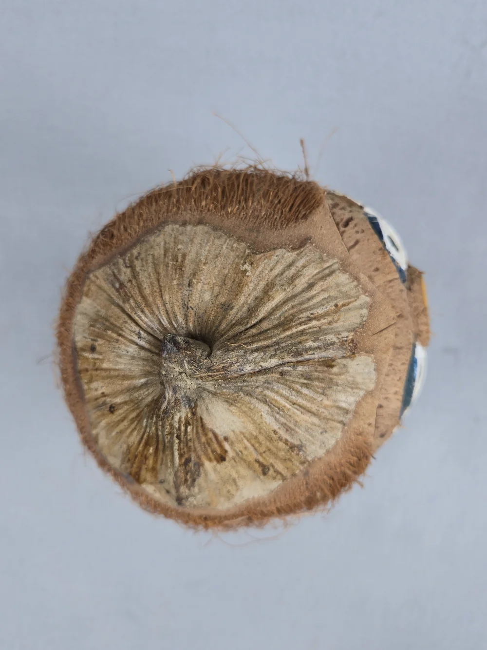 Vintage Carved Coconut Clown Figurine Tiki Folk Art Tropical SouvenirVintage